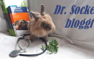 Dr. Socke bloggt – Teil 4